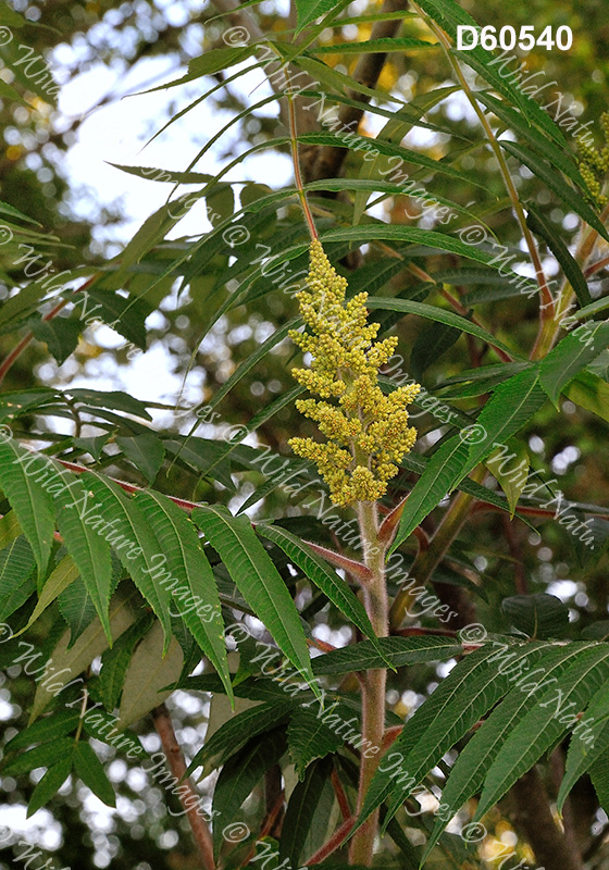 Staghorn Sumac (Rhus typhina)